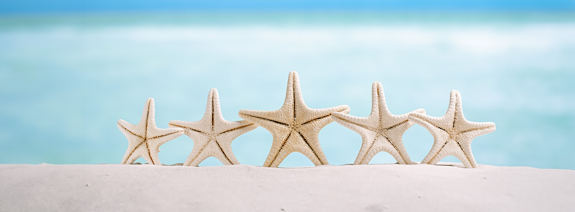 The image displays three starfish sculptures on a sandy beach with a clear blue sky background, positioned near the water s edge.